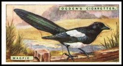 23OBBC 22 Magpie.jpg